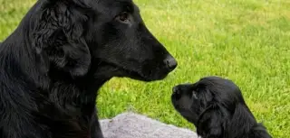Flat coated retriever – štěňátka s PP
