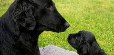 Flat coated retriever – štěňátka s PP