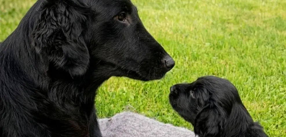 Flat coated retriever – štěňátka s PP