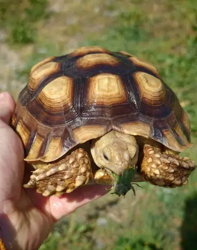 Želva ostruhatá od mláďat až po dospělé