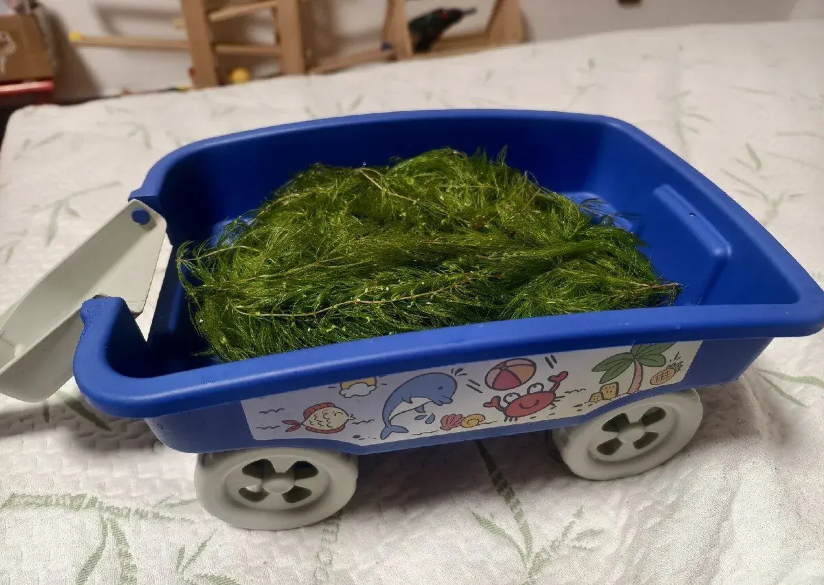 Růžkatec prostřih