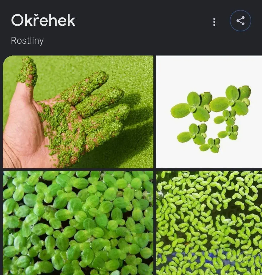 Okřehek do akvária – nenáročná plovoucí rostlina