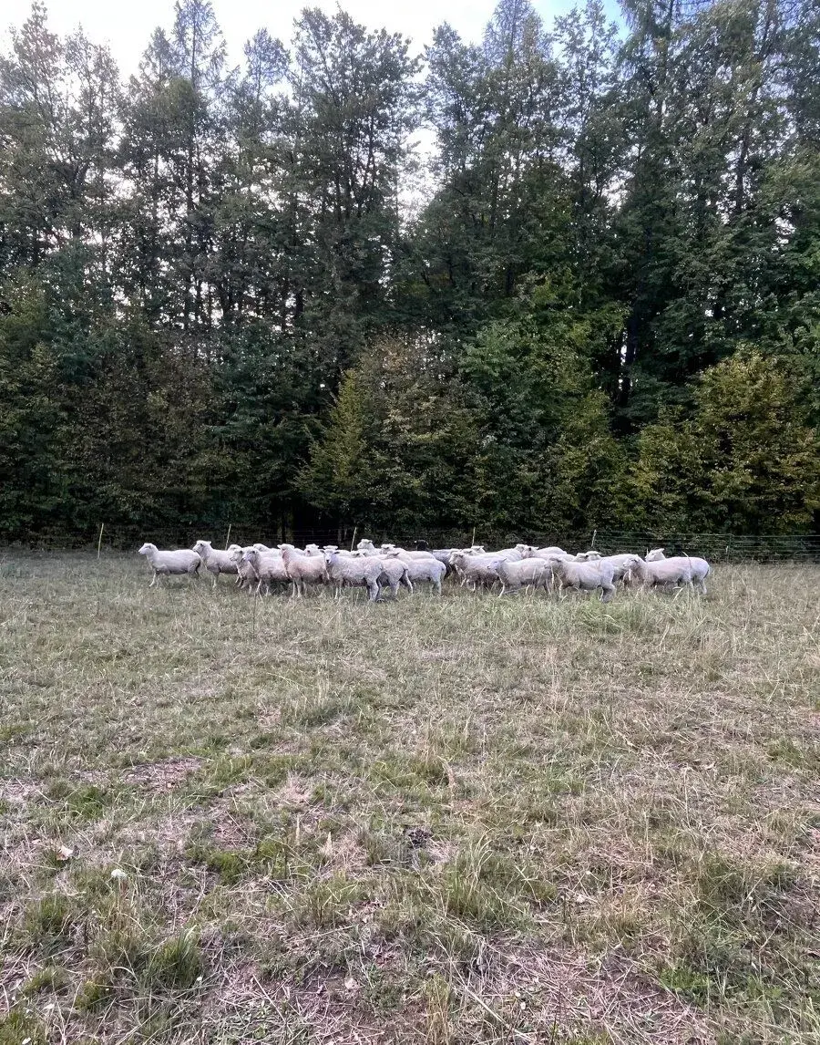 Romney Marsh, texel, lonšké jehnice na chov