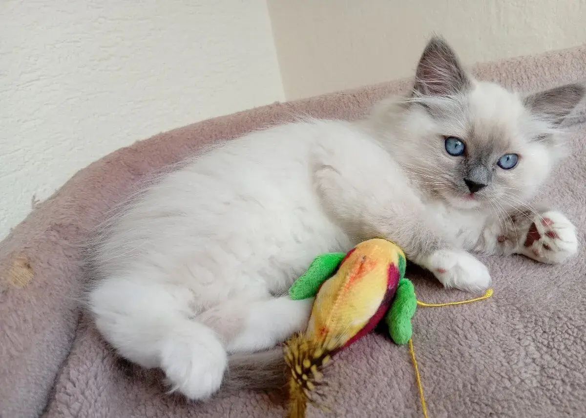 Ragdoll koťátka