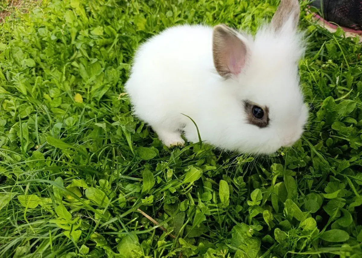 Králík