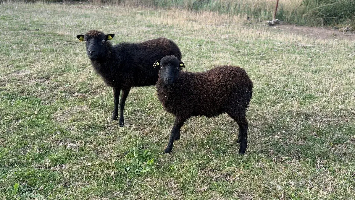 Ouessantská ovečka - bahnice a jehnička
