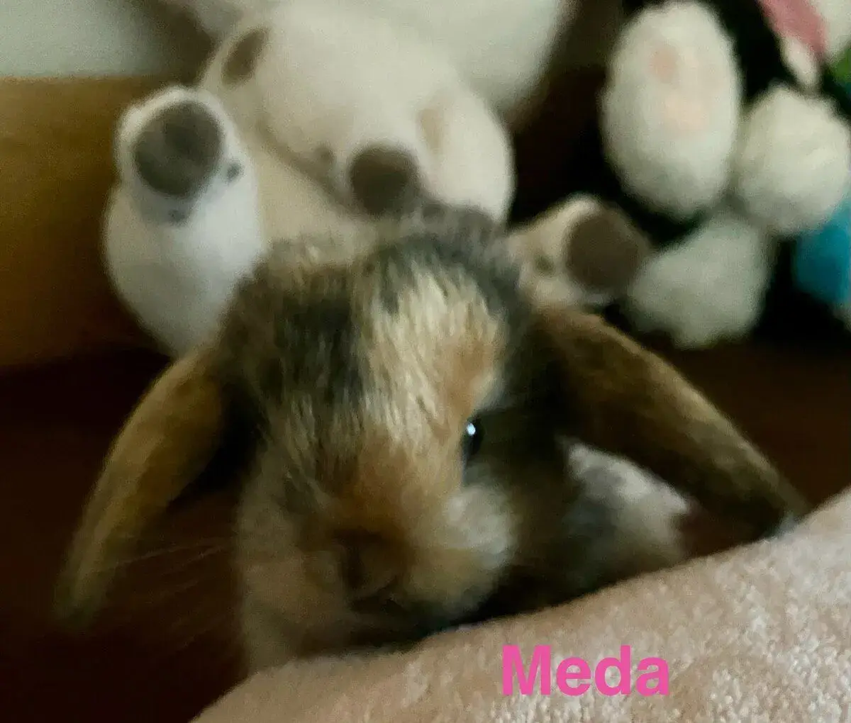 Zakrslý králík-beránek