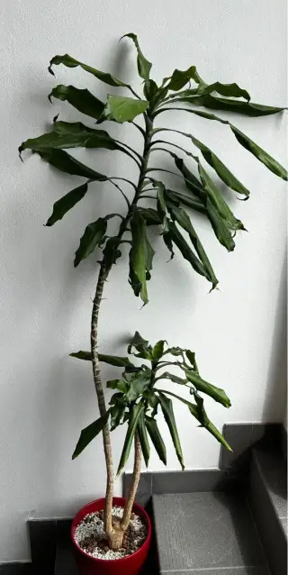 Draceana 1,5m