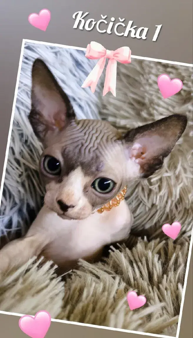Kanadský sphynx koťátka k rezervaci - testována FeLV / FIV