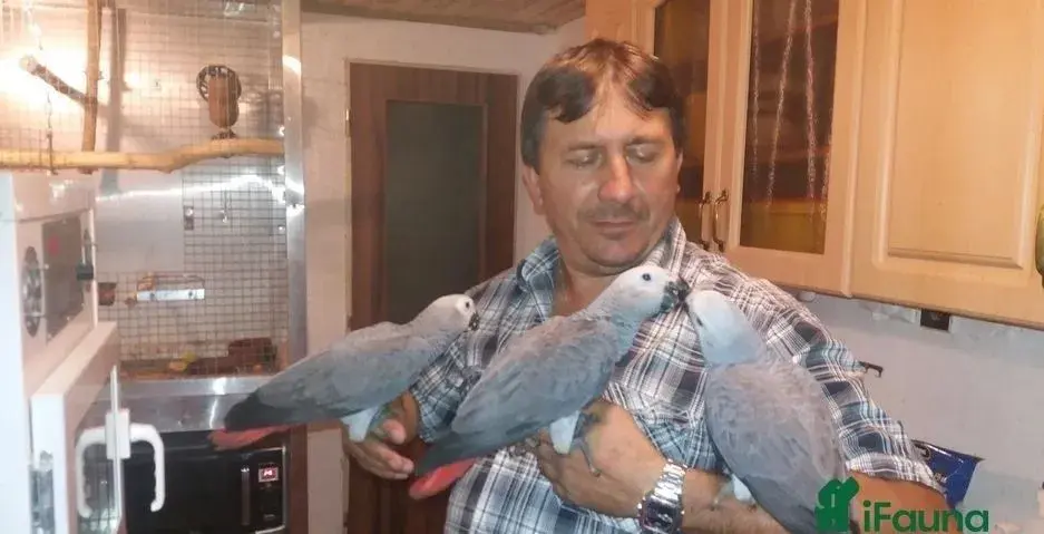 Žako kongo