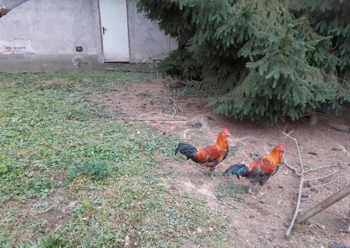 Česká zlatá kropenka - kohoutci