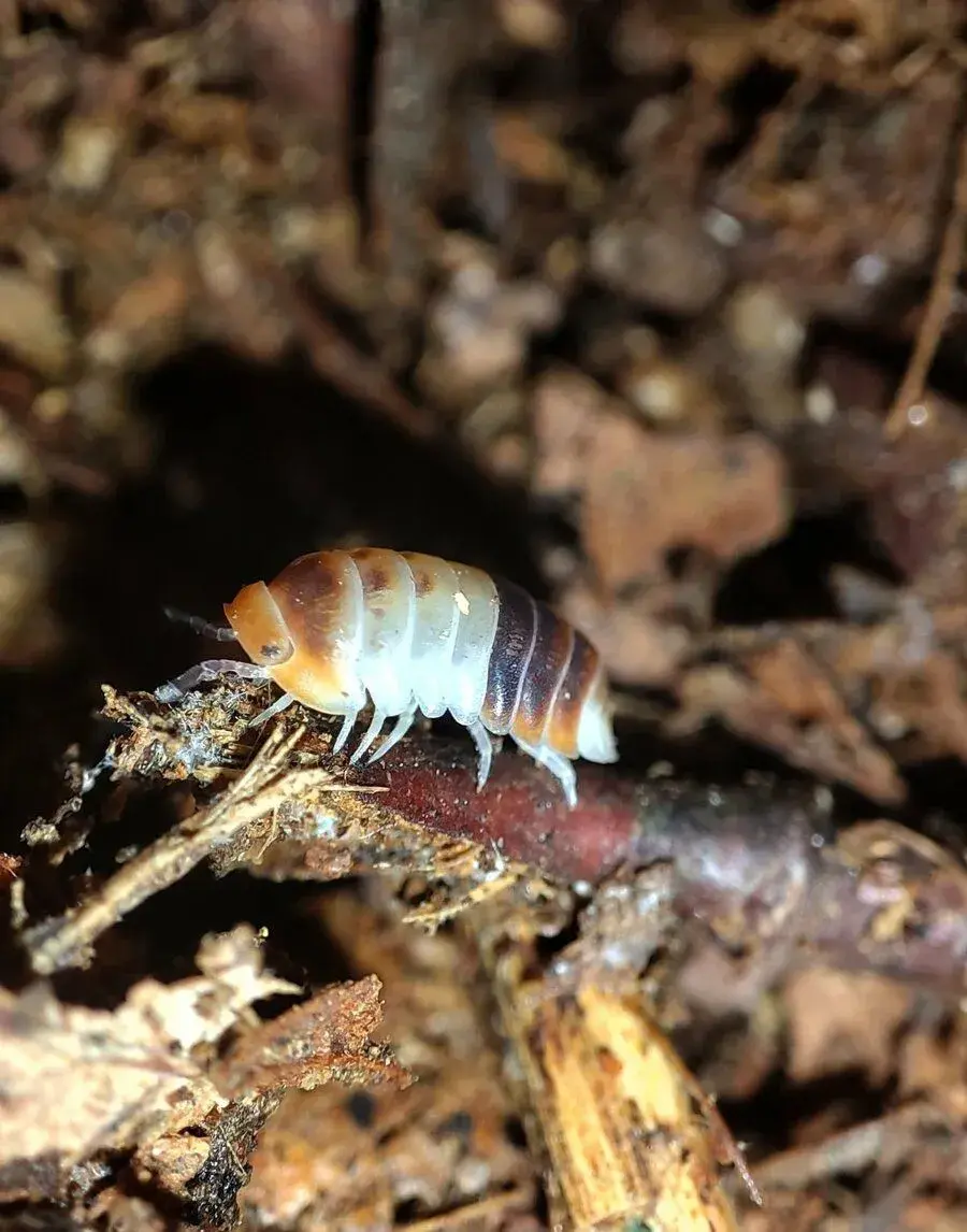 25 druhů isopod a další přibývají E-SHOP