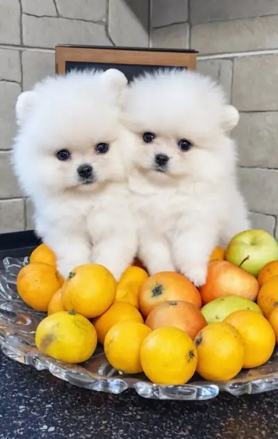 Pomeranian mini