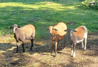 Jehňata Kamerunské ovce X Dorper