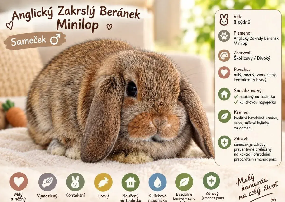 SAMEČEK - Anglický Zakrslý Beránek MiniLop - TAMMY