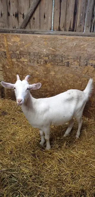 Roční kozička