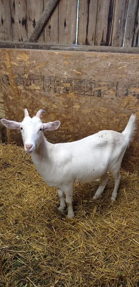 Roční kozička