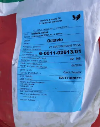 Osivo tritikale