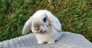 Zakrslý beránek,králík, králíček - SAM