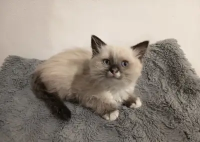 Koťátko Ragdoll kočička bez pp