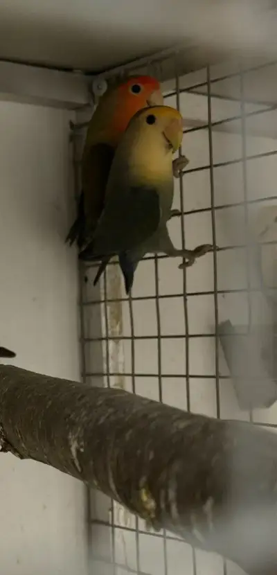 Agapornis ružohrdlý