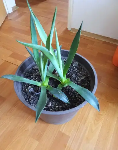 Agáve