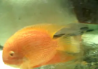 Heros severum red spot