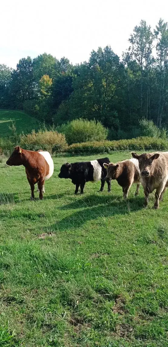 EKO jalovičky galloway belted - 2 ks