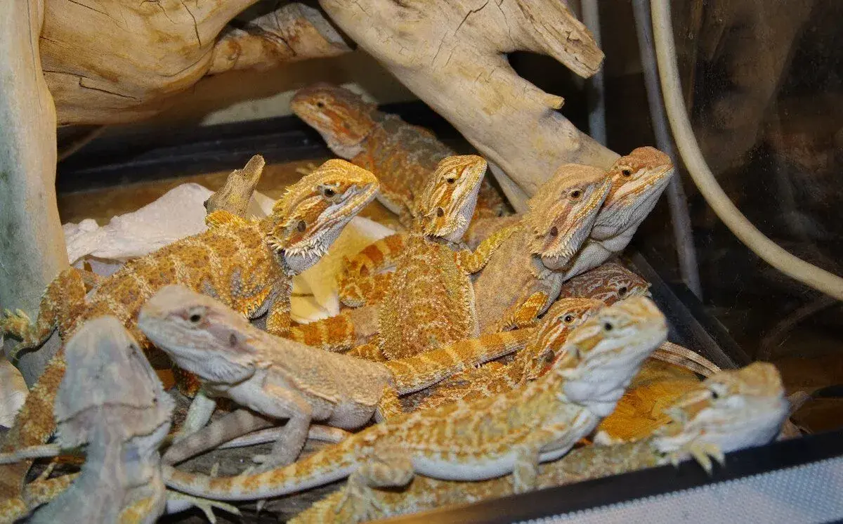 AGAMA VOUSATÁ - Citrus / Orange