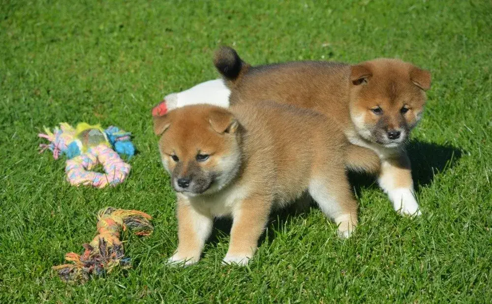 Shiba inu