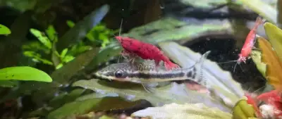 🦐 Sakura Red – nyní pouze 25 Kč/ks ❤️