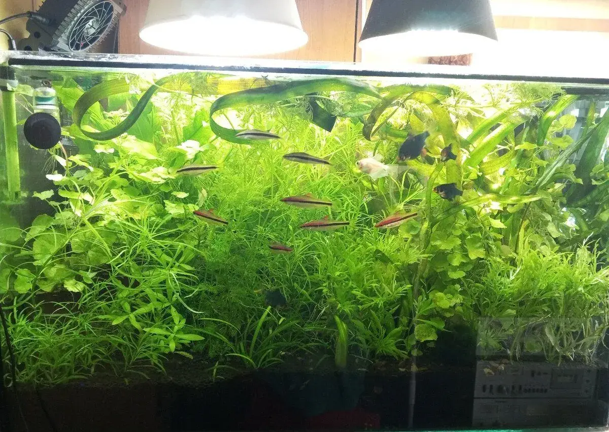 Akvarijní rostliny přebytky