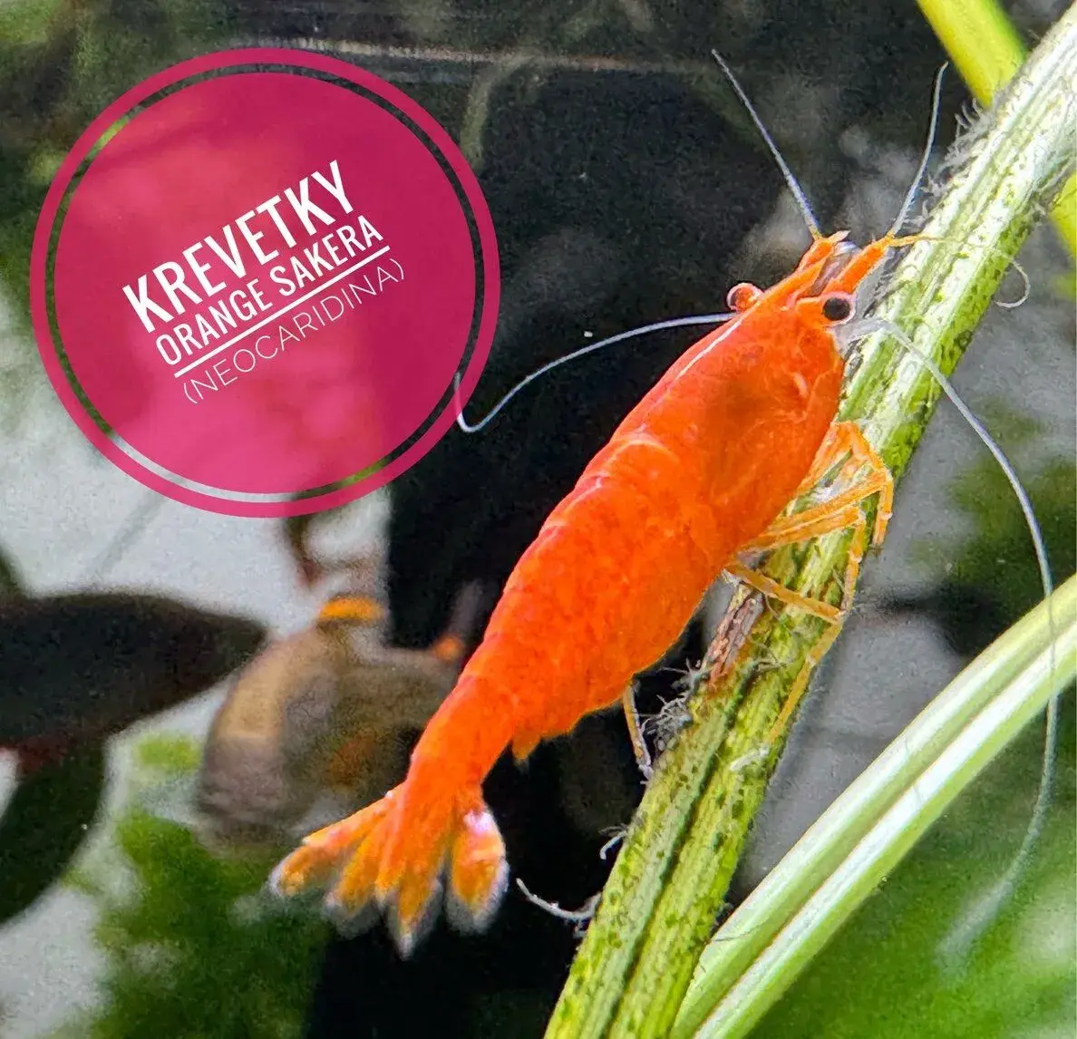 Orange Sakura (neocaridina)(nedostupné)
