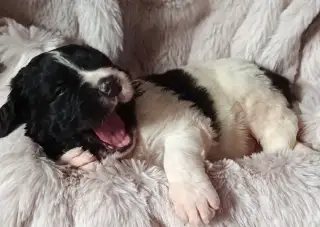 Štěňátka Landseer s PP