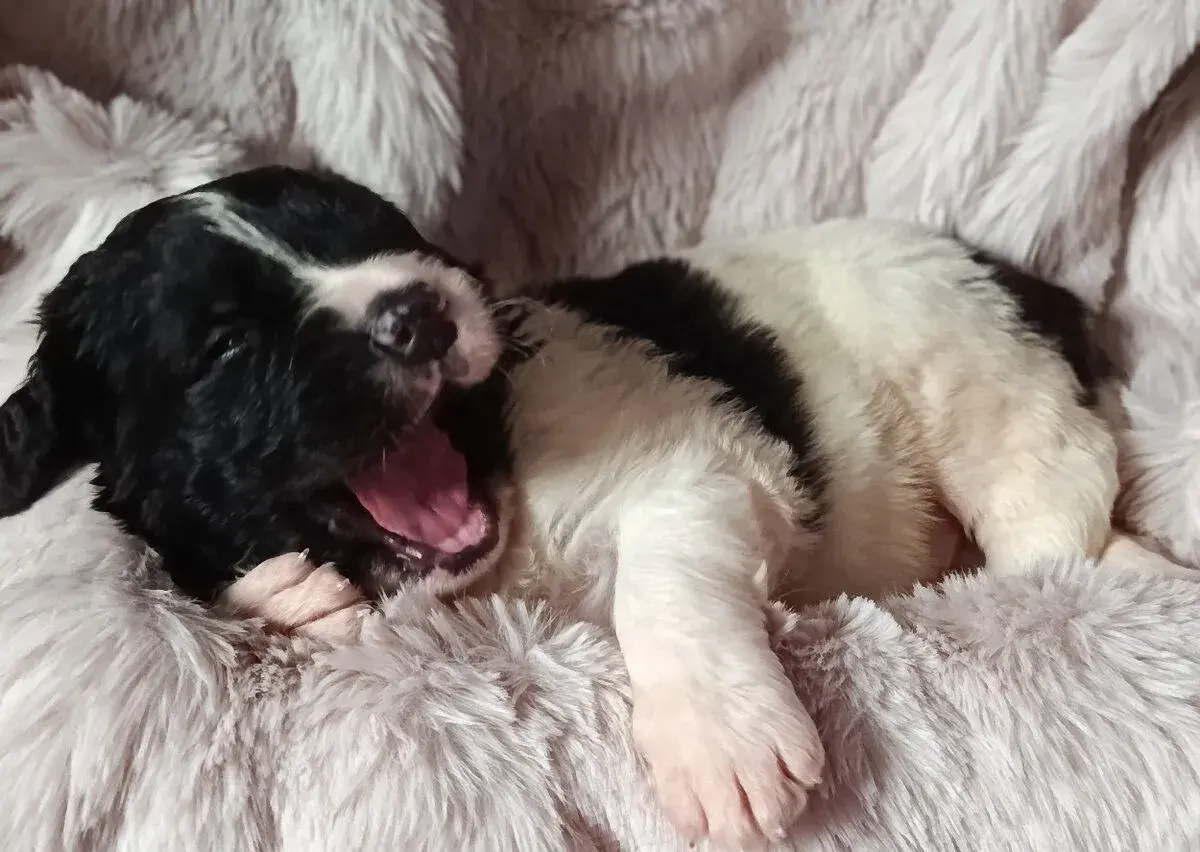 Štěňátka Landseer s PP