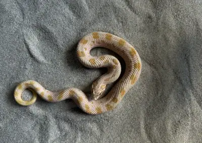 Heterodon nasicus – chovný pár Albino Conda