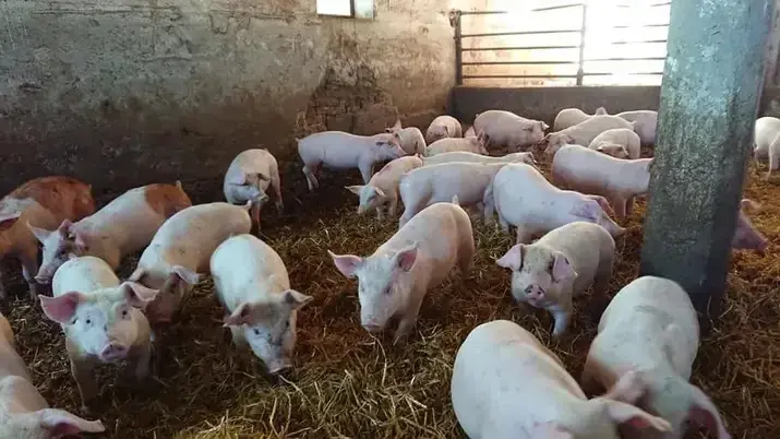 Selata na vykrm