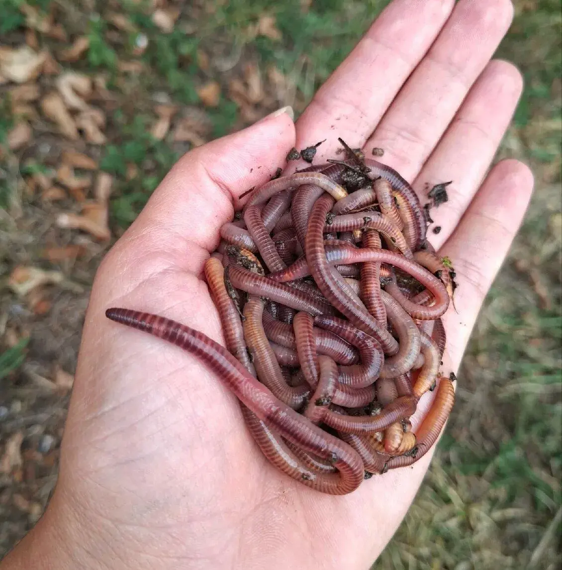 Dendrobena zizala na ryby vlastní chov