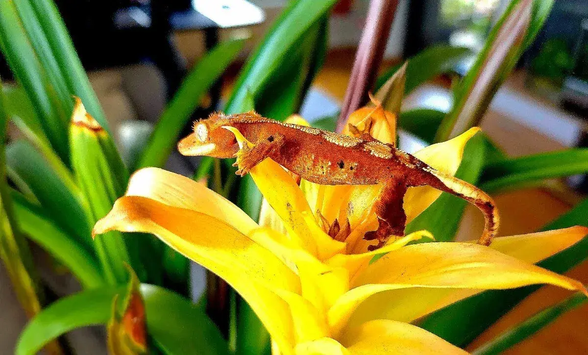 Krásné mládě Pagekona řasnatého (Correlophus ciliatus)