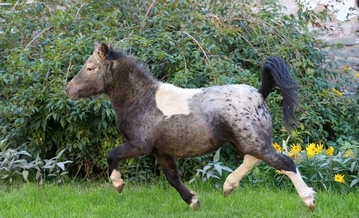 Minihorse- hřebeček