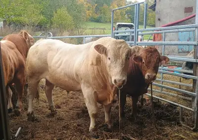Plemenný býk Blonde