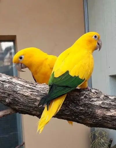 ARATINGA žlutý (GUARUBA guarouba) /Golden Conure