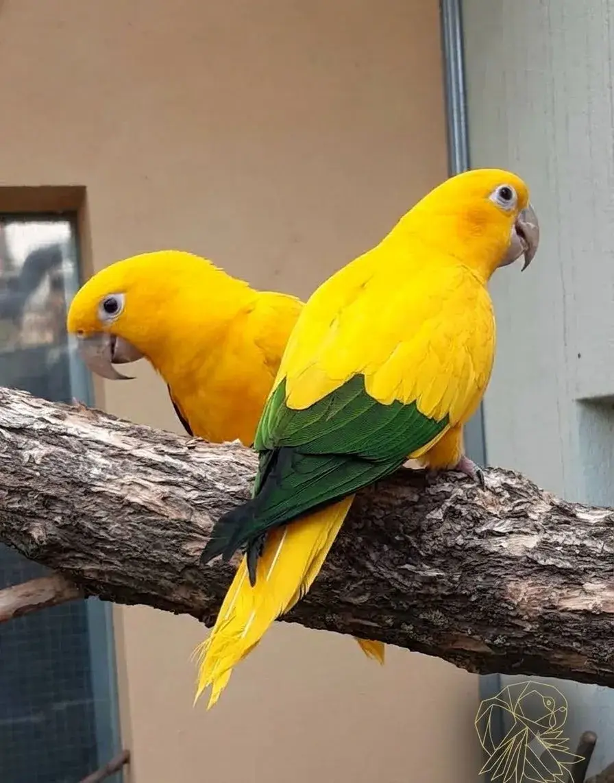 ARATINGA žlutý (GUARUBA guarouba) /Golden Conure
