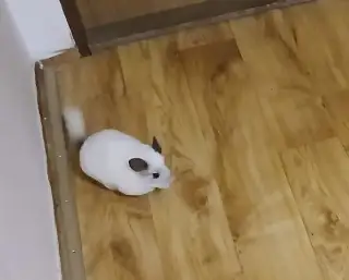Cincila