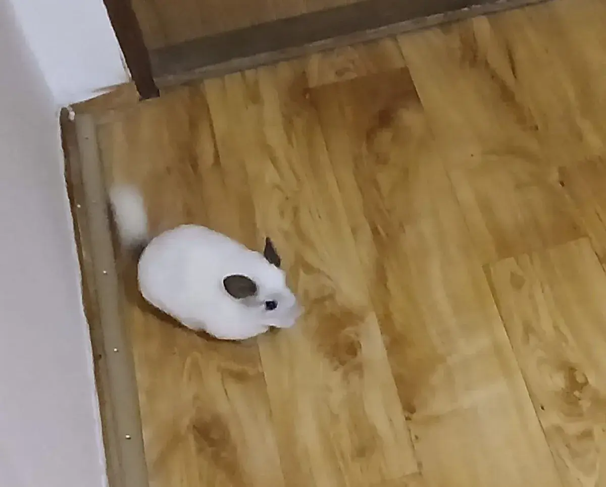Cincila