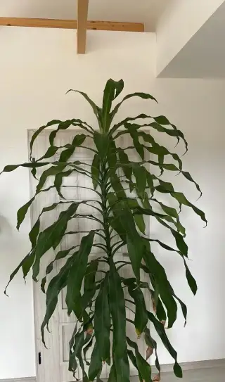 Dračinec fragrans - Dracena již potřebuje přestěhovat
