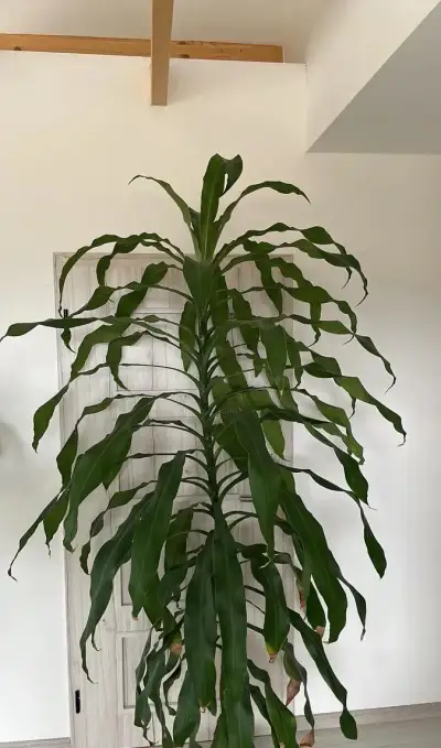 Dračinec fragrans - Dracena již potřebuje přestěhovat