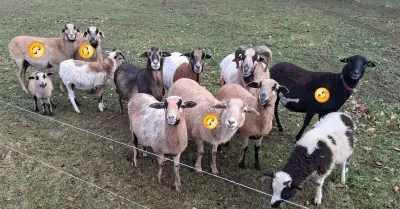 Kamerunská ovce - bahnice