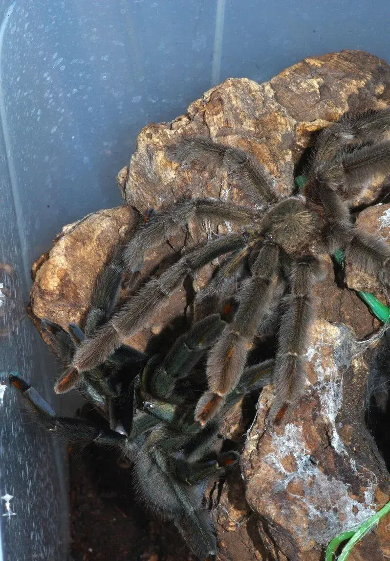 Sklípkan Psalmopoeus cambridgeii