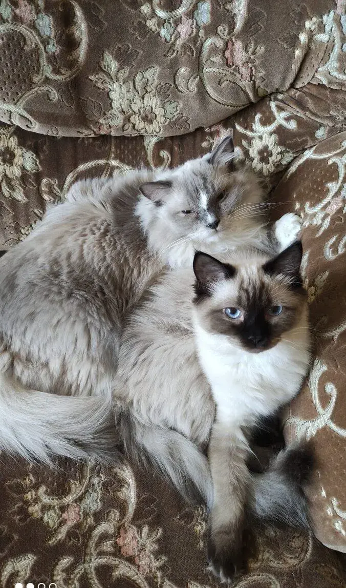 ❤️ Ragdoll kočičky hledají milující domov ❤️
